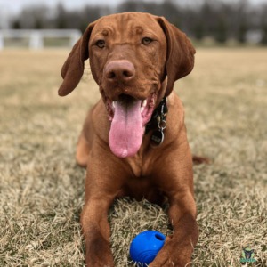 Magyar Vizsla mit Ball auf Wiese