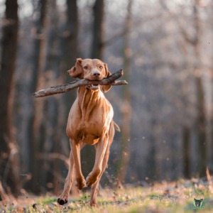 Der Magyar Vizsla ist ein robuster Hund, der ausgelastet sein will und wenig anfällig für Krankheiten ist