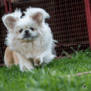 Pekingese laeuft ueber eine Wiese