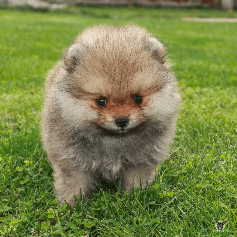 Pomeranian Welpe