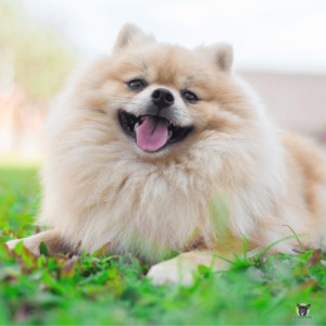 Pomeranian froehlich in der Wiese liegend
