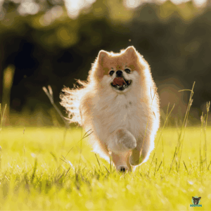 Pomeranian laeuft ueber eine Wiese