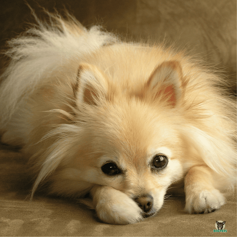 Pomeranian liegend