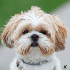 Shih Tzu Hund Rassebeschreibung
