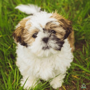 Shih Tzu Hund Rassebeschreibung
