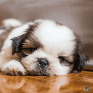 Shih Tzu Welpe schlaeft