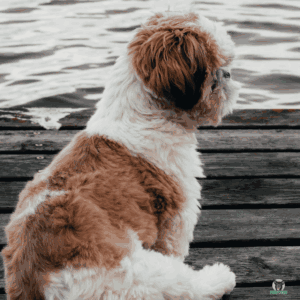 Shih Tzu am Wasser sitzend auf dem Steg