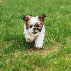 Der Shih Tzu sollte mit Geduld und Humor erzogen werden. Aufgrund seiner Kopfform sollten regelmäßige Kontrollen beim Tierarzt pflicht sein