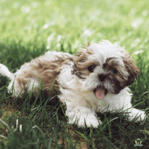 Shih Tzu liegt auf einer Wiese