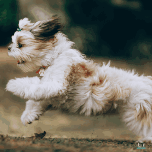 Shih Tzu rennt
