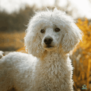 Pudel Großpudel Zwergpudel Hund Rassebeschreibung