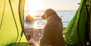 Urlaub mit Hund Hund schaut aus dem Zelt aufs Meer