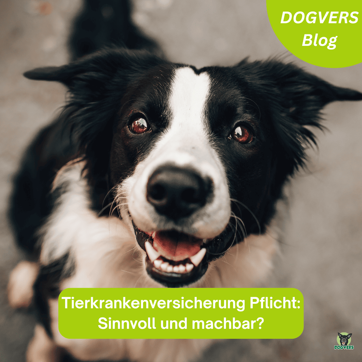 Tierkrankenversicherung: Pflicht für Hunde?