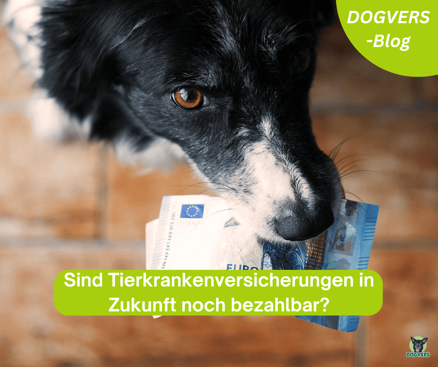 Bezahlbare Tierkrankenversicherung: Zukunft und Kosten