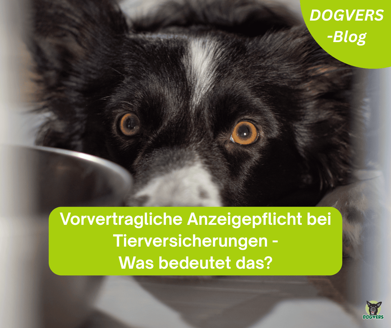 Tierversicherungen: Vorvertragliche Anzeigepflicht