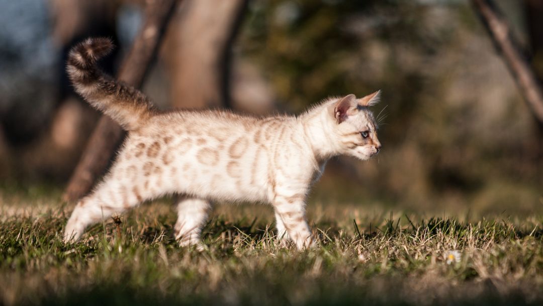 Snow Bengal Kitten im Garten