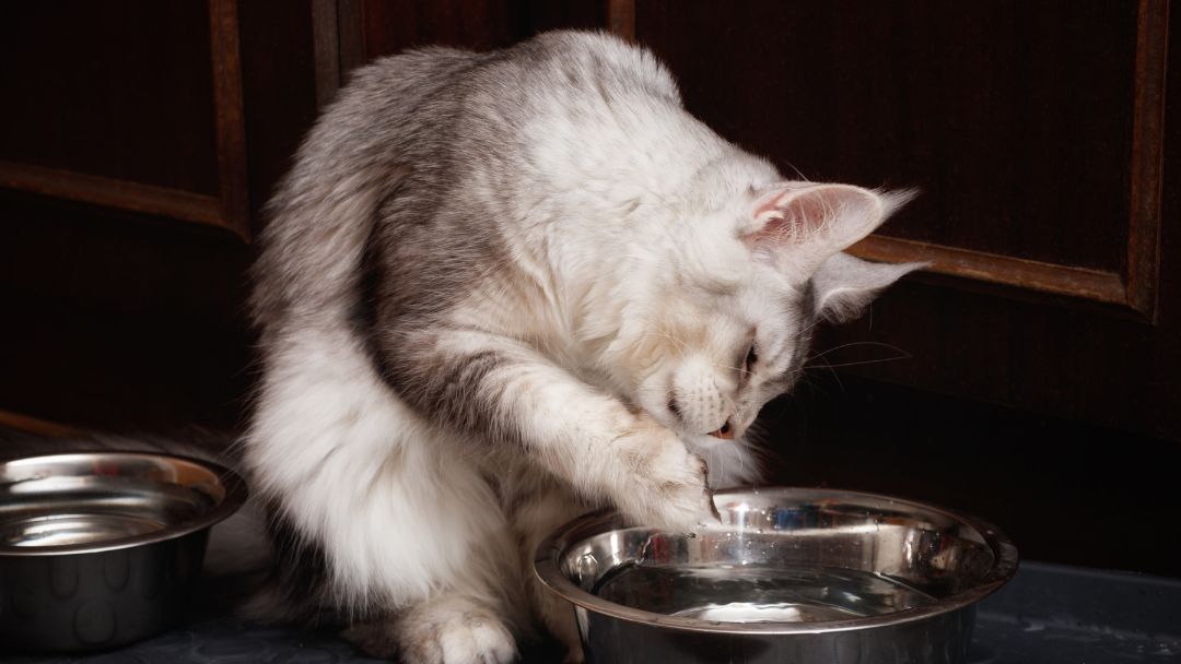 Main Coon Katze spielen mit ihrem Wassernapf. Diese Rasse ist dafür bekannt, dass sie wasseraffin ist.