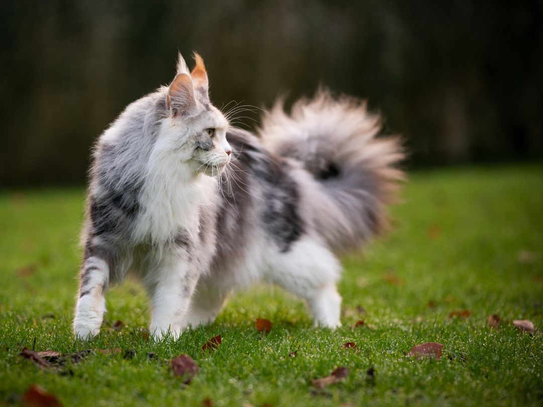 Main Coon Katze