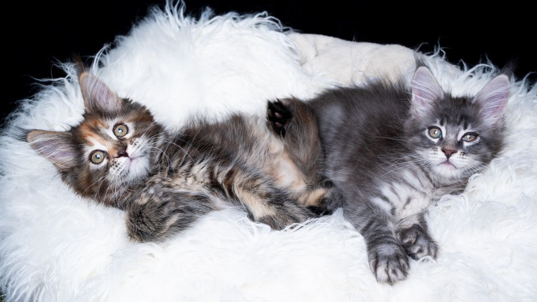 Maine Coon Kitten