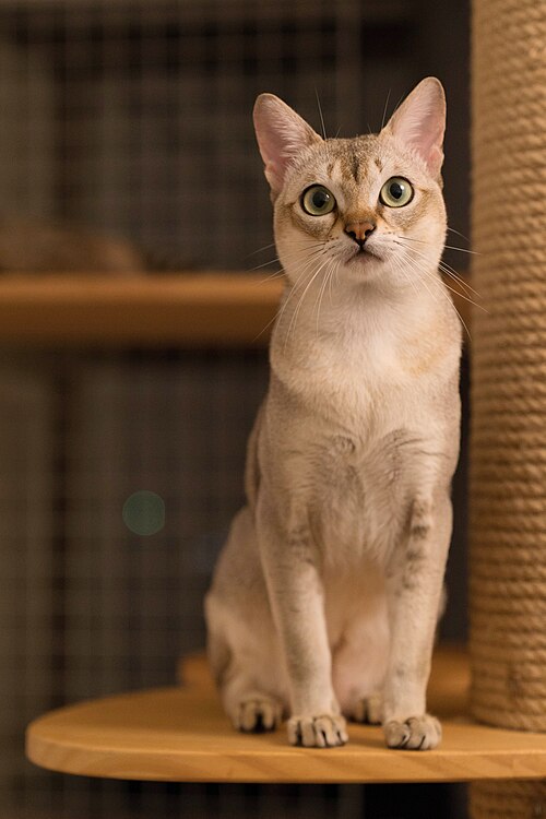 Singapura Katze