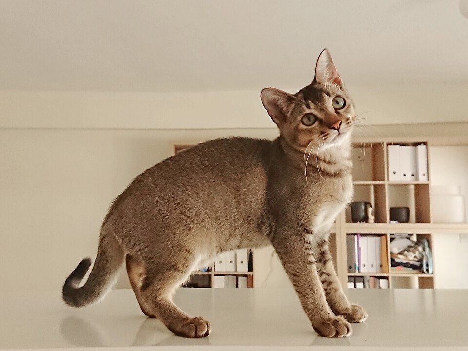 Singapura steht