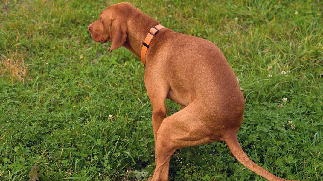 Hund hat Durchfall, ein typisches Symptom von Salmonellose.