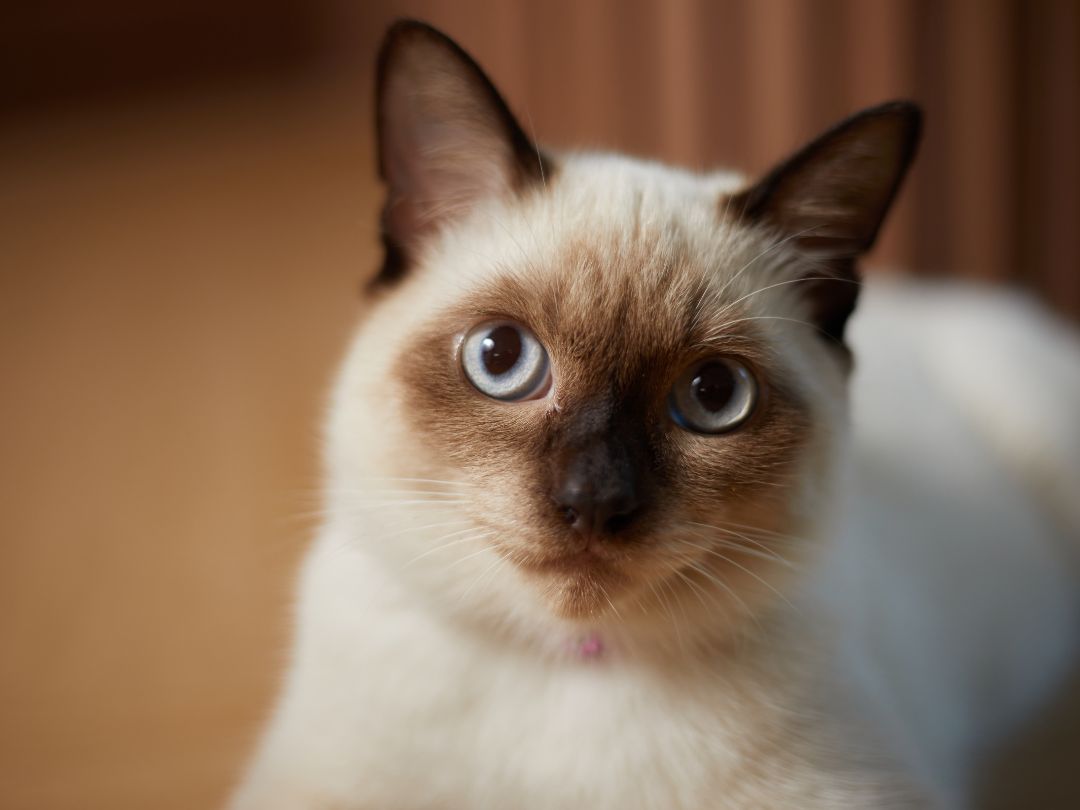 Siamkatze Kätzchen