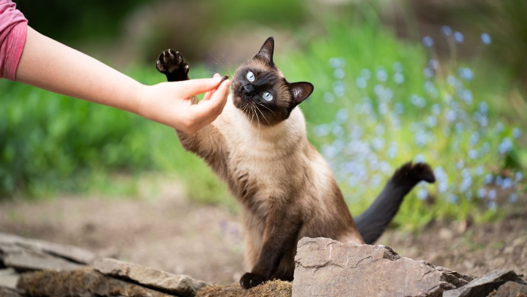 Siamkatze spielt mit Besitzerin. Viel Bewegung ist wichtig für eine gute Haltung