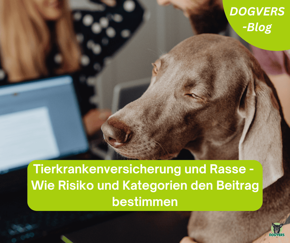 Tierkrankenversicherung Rasse und Risiko: Beiträge erklärt
