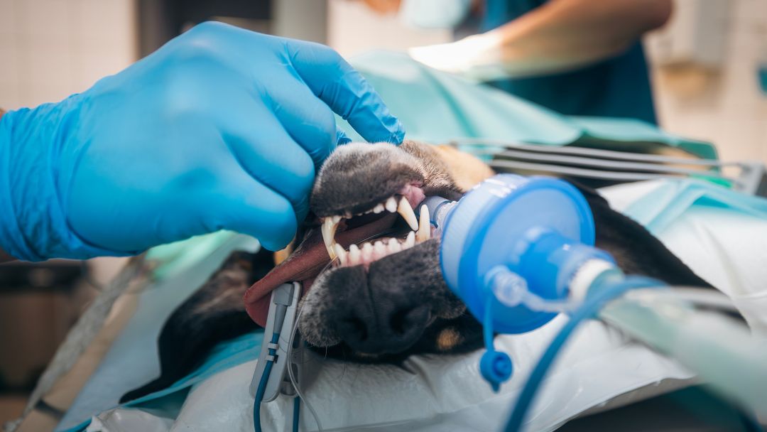 Hund wird kastriert. Kastrations-OP