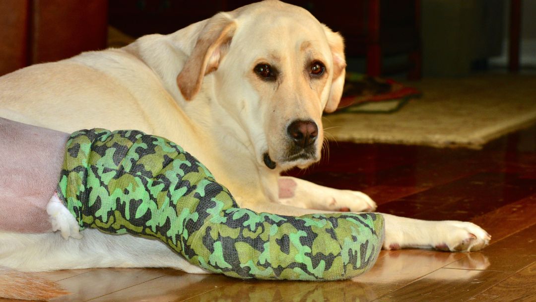 Hund mit Kreuzbandriss