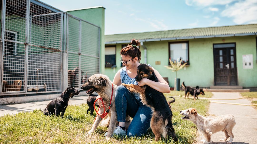 Betriebshaftpflicht für Hundeberufe