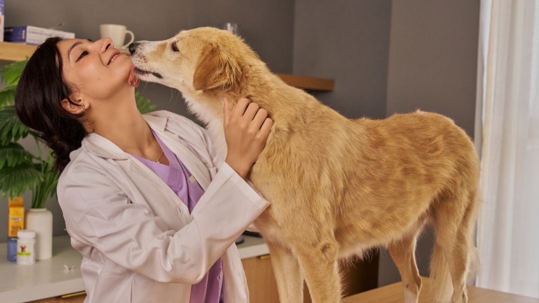 Betriebshaftpflicht für Tierphysiotherapeuten