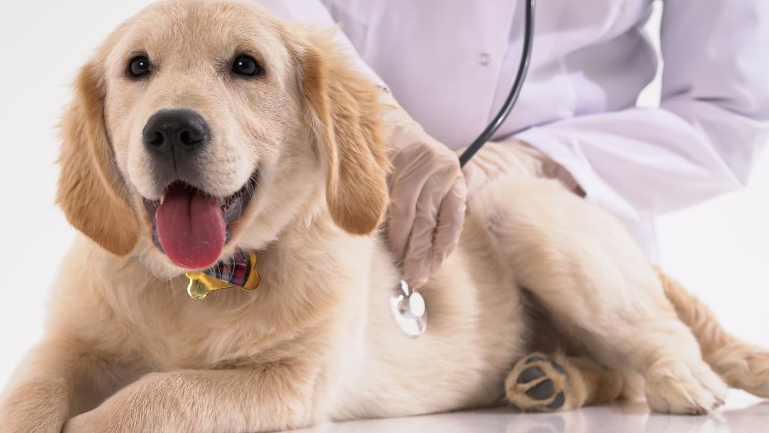 Beste Hundekrankenversicherung Kosten