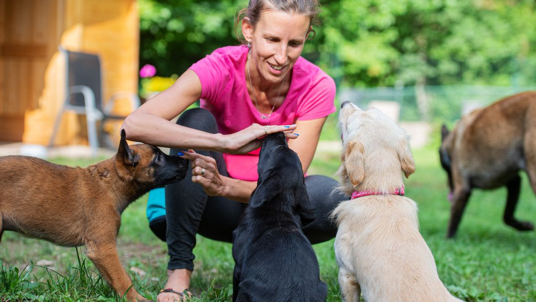 Hundetrainer Betriebshaftpflicht Kosten und Leistungen