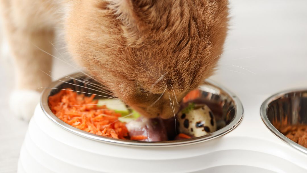 Katze frisst gesundes Futter. Eine Futterumstellung ist essentiell bei der Behandlung und Prävention von Diabetes.