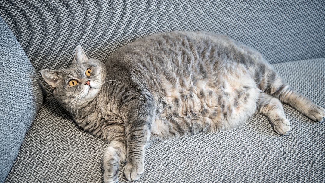Katze mit Diabetes