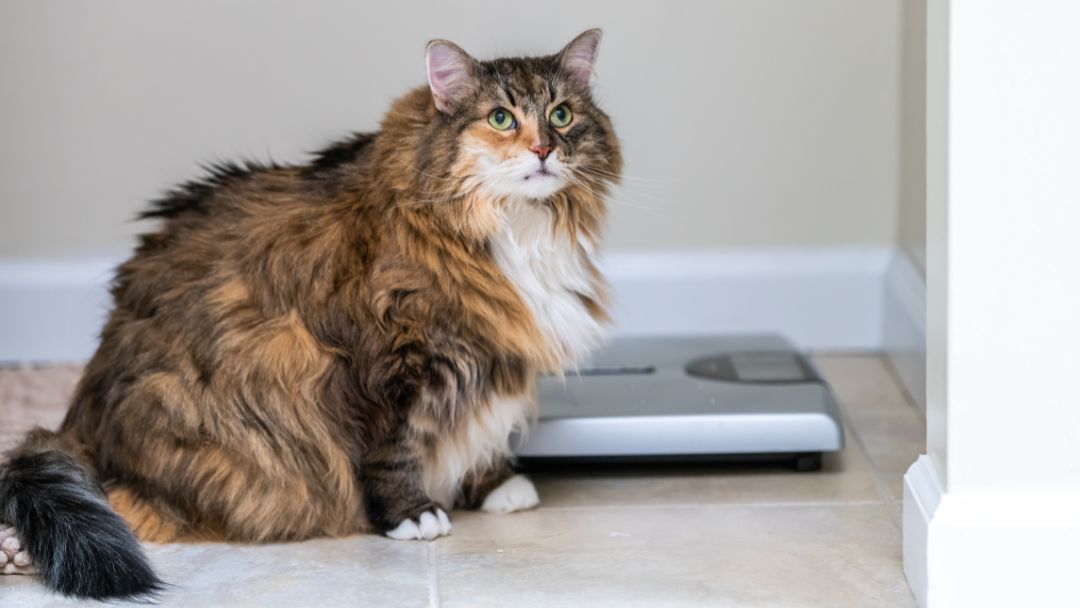Stark übergewichtige Katze. Übergewicht kann schnell zu Diabetes bei Katzen führen.