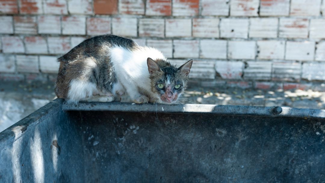 Katze mit FeLV