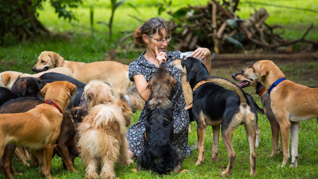 Betriebshaftpflicht für Hundepensionen