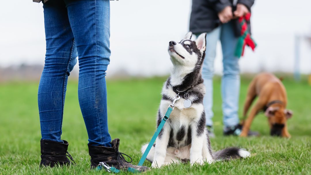 Betriebshaftpflicht für Hundeschulen