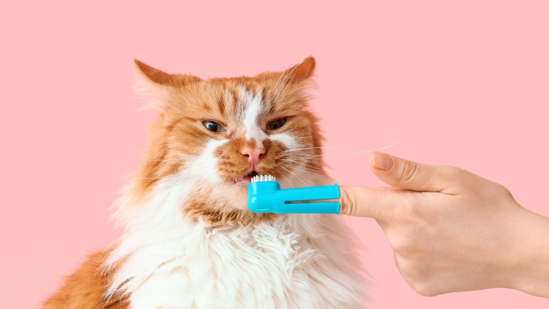Katzen Zahnversicherung