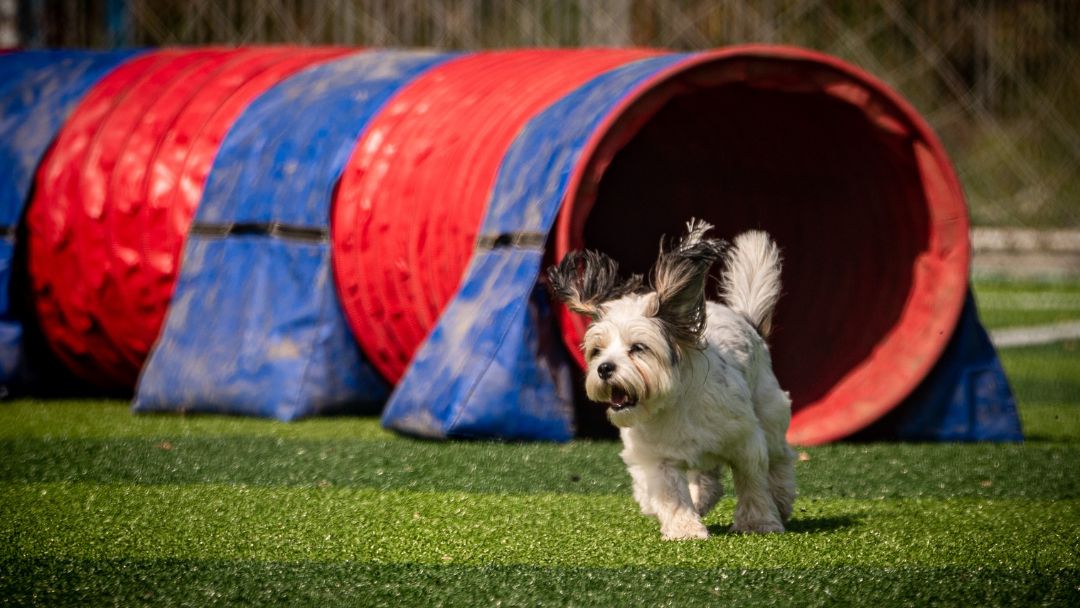 Kosten von Versicherungen für Hundevereine und Hundesportvereine