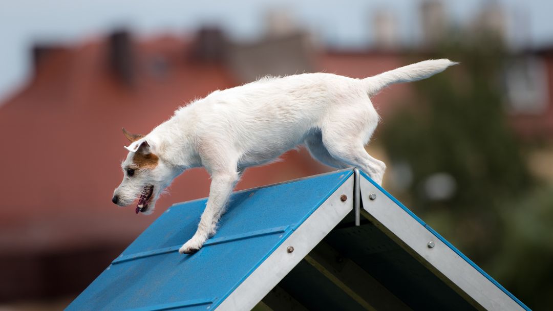 Hundeverein Vereinshaftpflicht Leistung