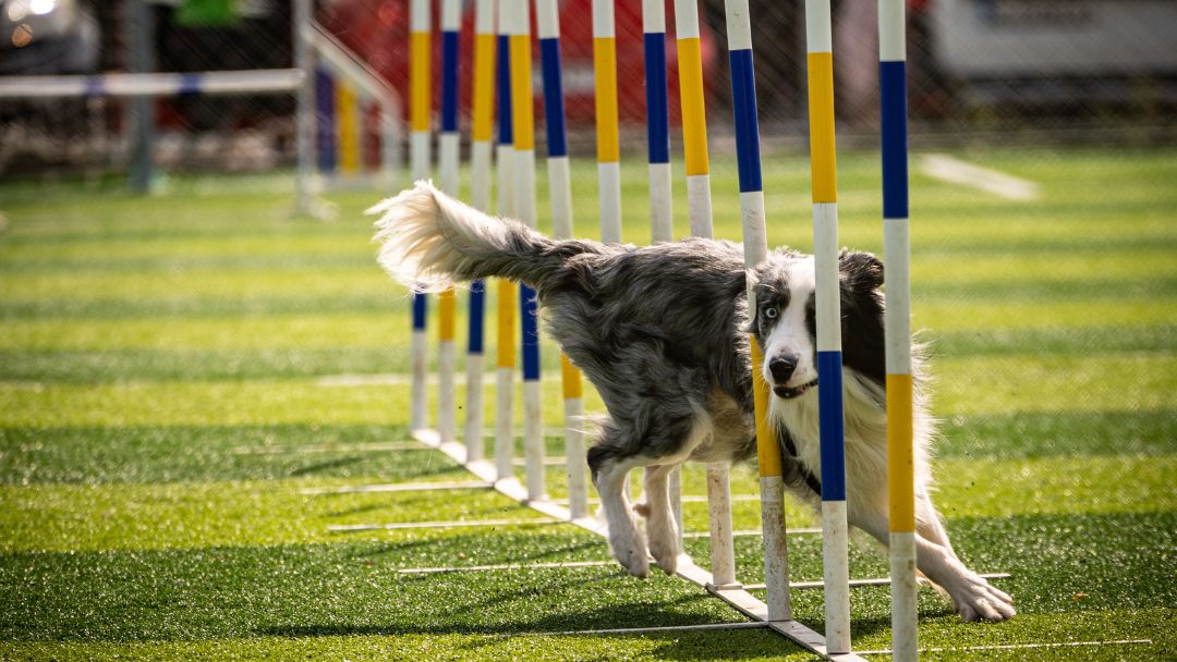 Versicherungen für Hundevereine und Hundesportvereine