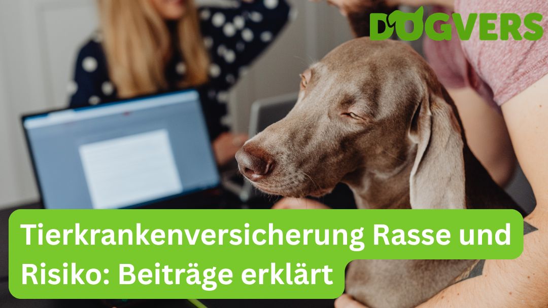 Tierkrankenversicherung und Rasse – Wie Risiko und Kategorien den Beitrag bestimmen