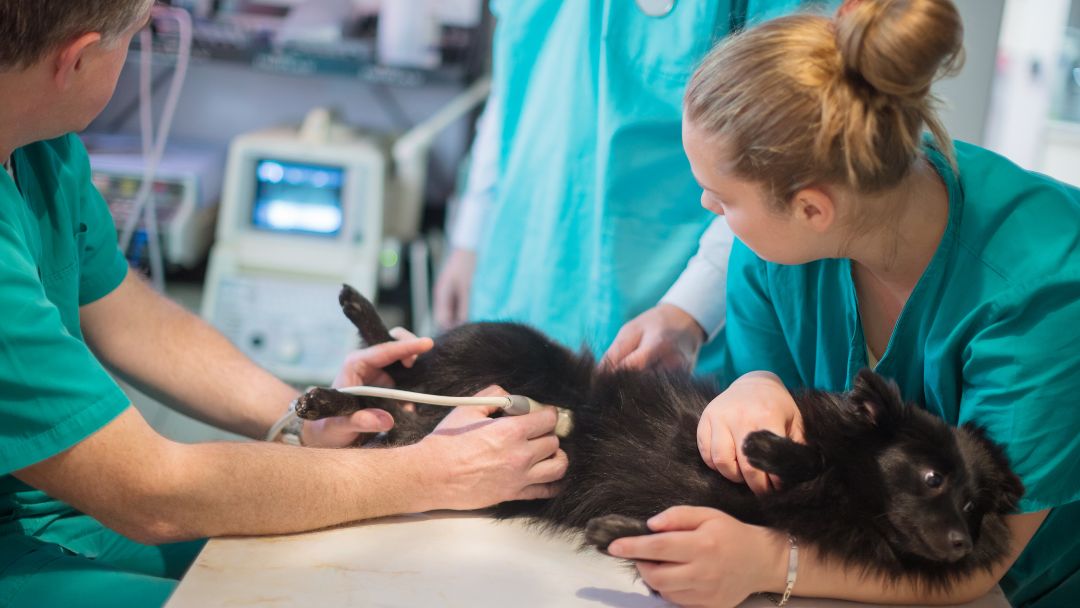 Betriebliche Tierversicherung für Mitarbeiter: OP-Versicherung für Hunde und Katzen