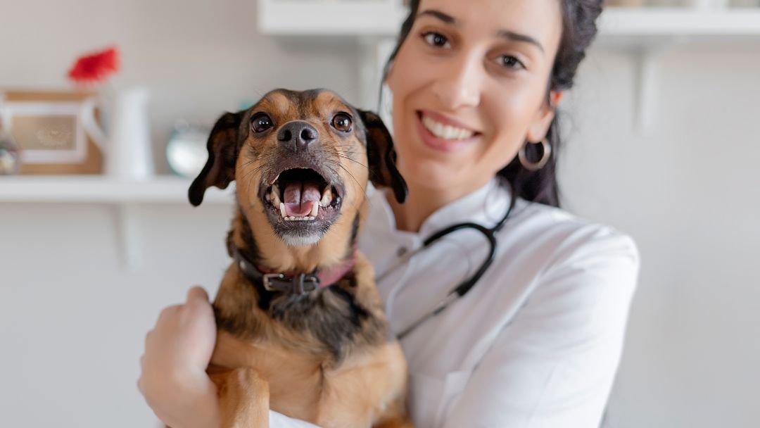 Betriebliche Tierversicherung für Tierarztpraxen: Hunde- und Katzen-OP für deine Mitarbeiter