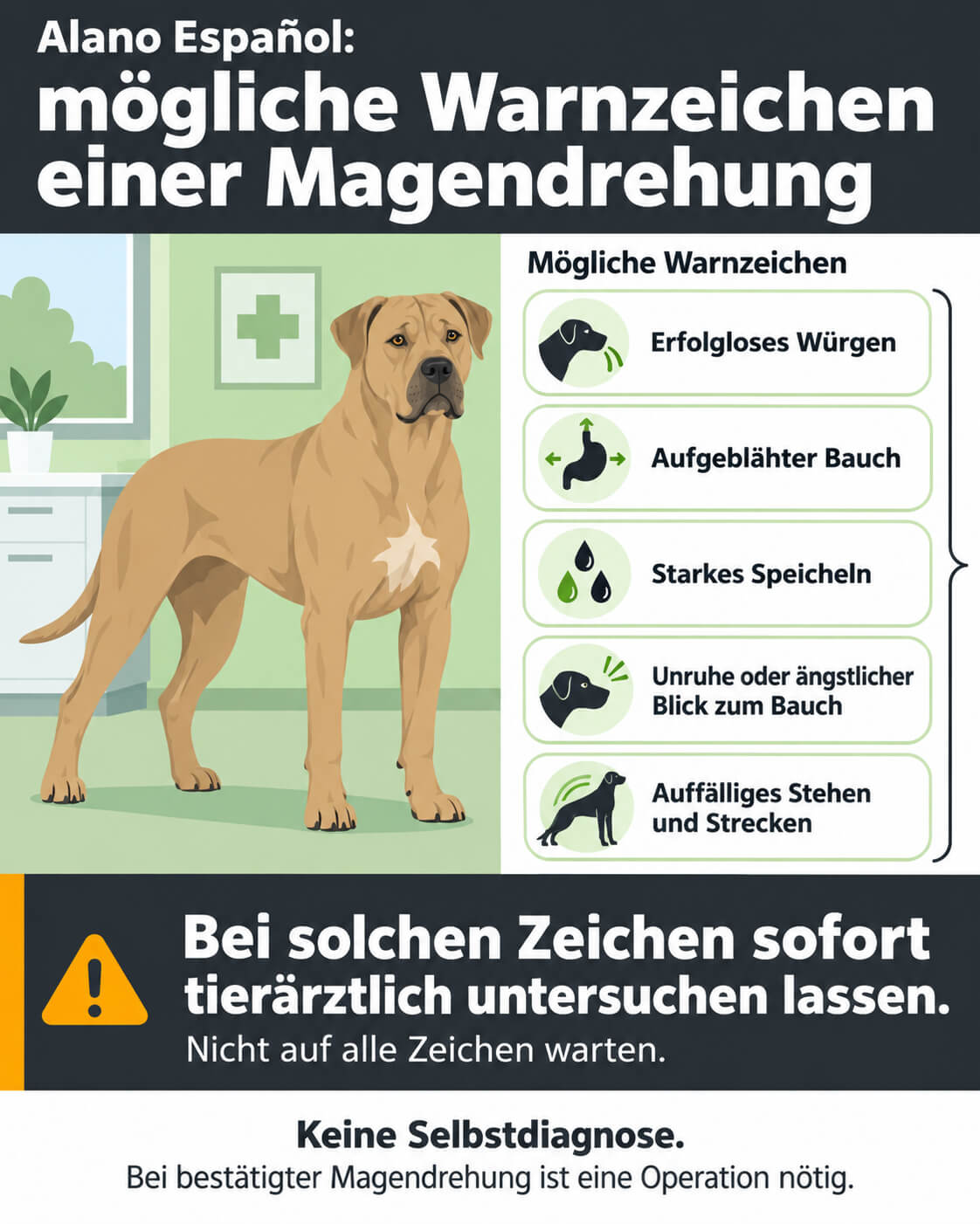 Infografik zum Alano Español mit möglichen Warnzeichen einer Magendrehung und dem Hinweis auf sofortige tierärztliche Untersuchung.